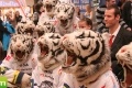 01. prosinec 2012 - Autogramiáda Bílých Tygrů @ OC Nisa Liberec